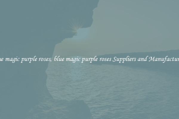 blue magic purple roses, blue magic purple roses Suppliers and Manufacturers